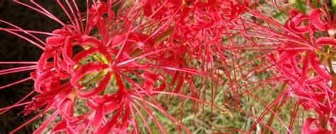 曼珠沙華 意思